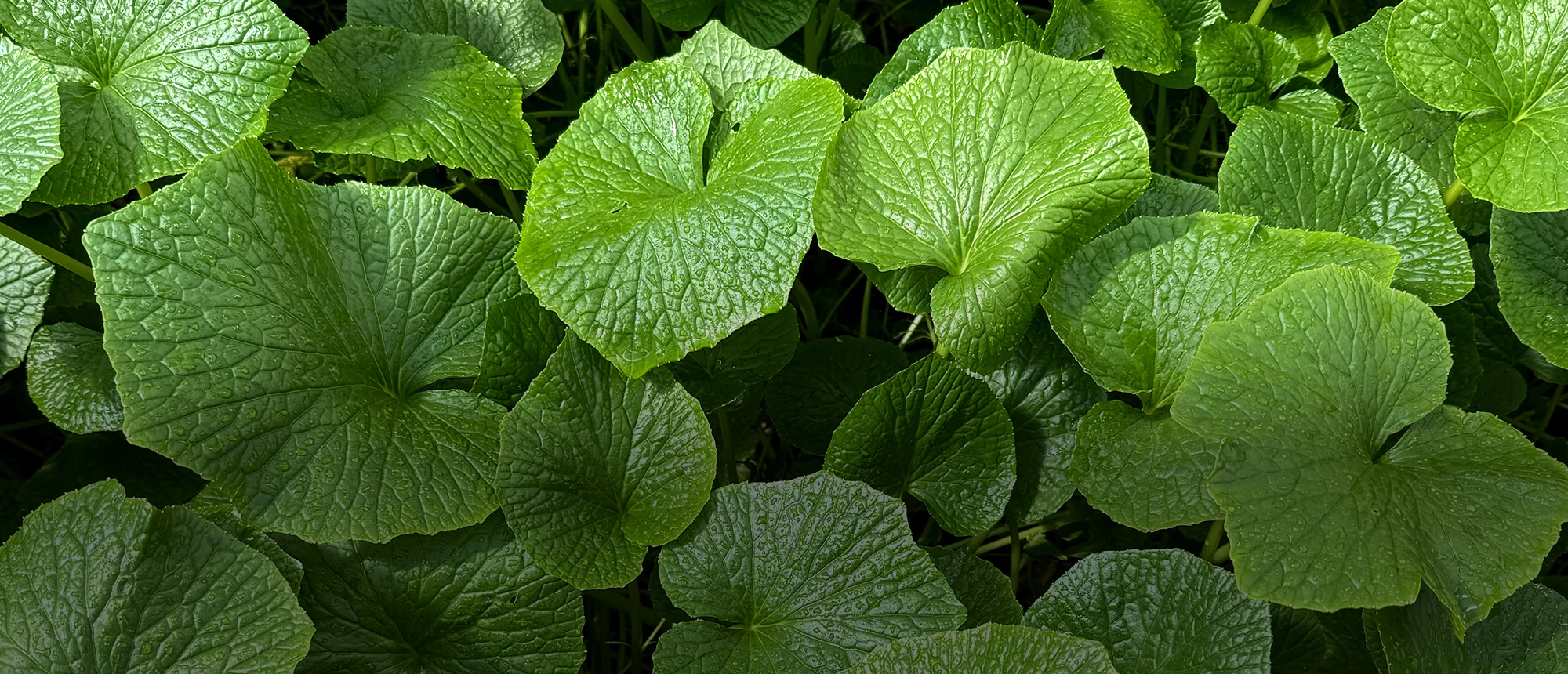 Detail zelených listů wasabi