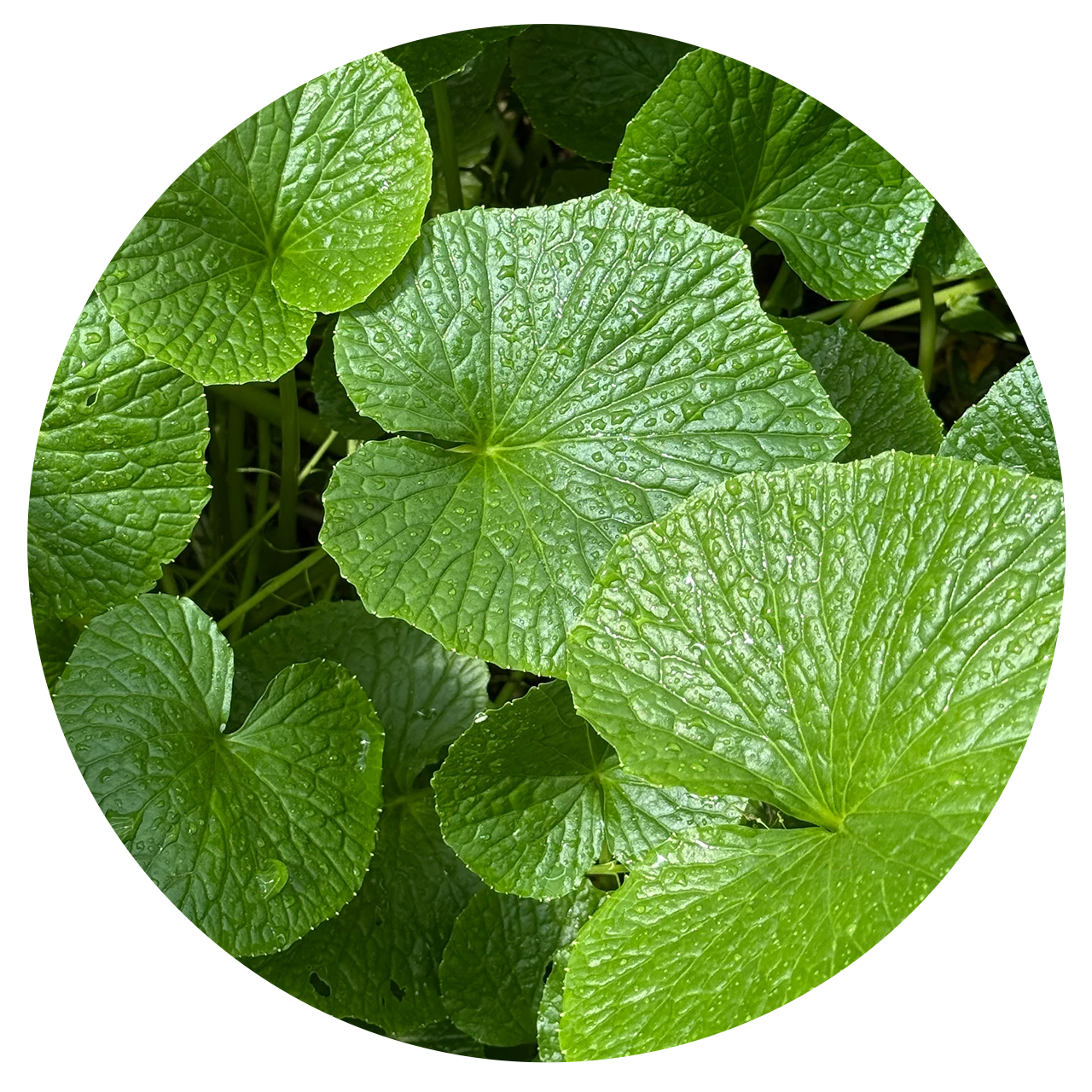 Listy wasabi